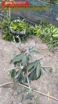 Grafting of 25 varieties of mangoes on a single tree#shots