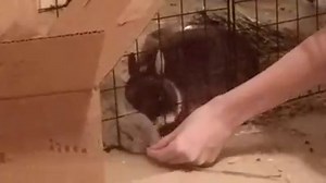 111K views · 3K reactions | how she do dat | Dyrus | Facebook