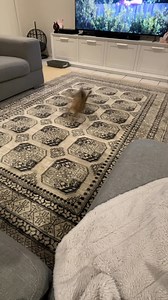 3.8M views · 51K reactions | Rufus the Hare, my little spinning top.殺 . ➡️Please read Rufus the Hare story (first Featured Post on Facebook) before commenting. Any negative comments removed. #hare | Mr Bigglesworth & Friends | Facebook