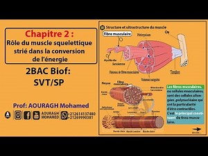 chapitre 2: rôle du muscle squelettique strié dans la conversion de l'énergie