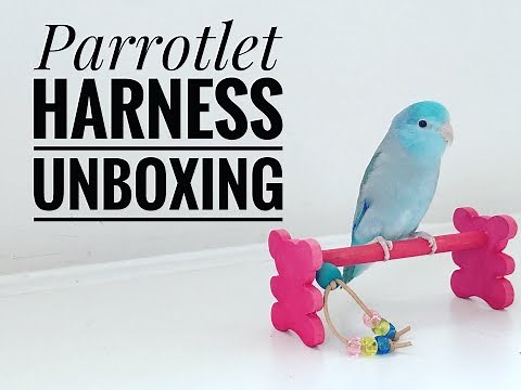 PARROTLET HARNESS --- UNBOXING (Aviator Harness & Mini Wings Harness)
