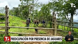#Dagua l Comunidad de El Queremal, en Dagua, denuncian un nuevo de un ataque de un felino, que al parecer es un jaguar y que ya ha matado varios animales domésticos. El llamado es a las autoridades ambientales, pues temen que pueda ocurrir una tragedia. #TPNoticias #TelepacificoNoticias #NoticiasValle #NoticiasColombia #Valle | Telepacífico Noticias 360