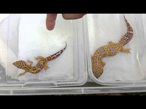 Super Giant Leopard Gecko Or Normal Size