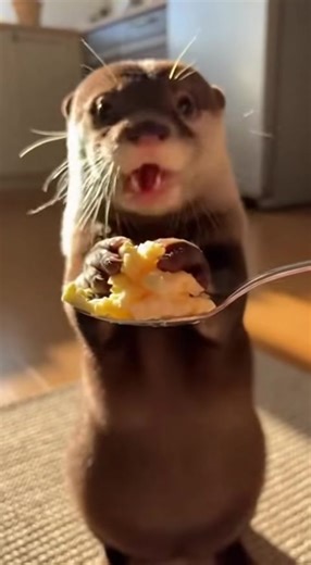 #fyp #foryou #otter #cute #cuteanimals | Cute Otters