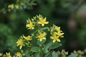 Hypericum Punctatum – Dotted St. John’s Wort 500 Seeds | Native Perennial Wildflower | Bright Yellow Blooms | Pollinator & Medicinal Plant - Etsy