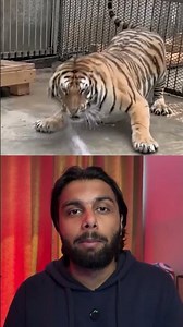 Scared Tiger 😱