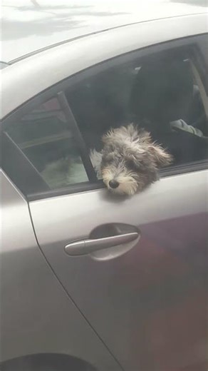 This Smart #dog #schnoodle His Like I Have My Eyes On You 🤣🕴️📸👀🐕