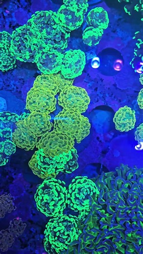 Ramadan Kareem! ✨ Discover the Glowing Indonesia Euphyllia Collection at BPK 🌊🏮 #euphyllia #coral