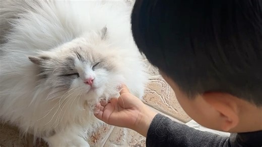 天啦没豆德！福猪猪打粉丝啦！