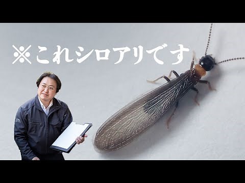 4～5月の羽アリ、実はシロアリです。｜ヤマトシロアリの羽アリについて詳細解説【対処法の解説付き！】