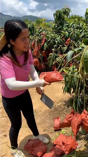Mango farming life and cutting fresh mango #trending #shorts #mango