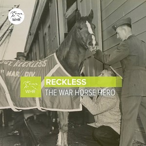 The unbelievable story of Sergeant Reckless 🎖 A true hero of the Korean War and one of many horses who have served in the military across the world 🐴 #VeteransDay #RemembranceDay | World Horse Racing