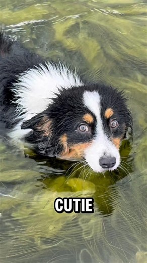 How WOULD you RATE his swimming skills and new OUTFIT?😍🐶