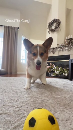 29K views · 31K reactions | Oppa Corgi Style! Please enjoy Laser’s tippy taps ❤️ | Ghost The Corgi | Facebook