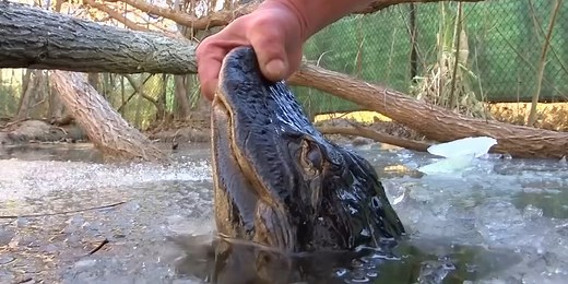 Alligators in North Carolina did something amazing to ensure they survived recent freezing conditions