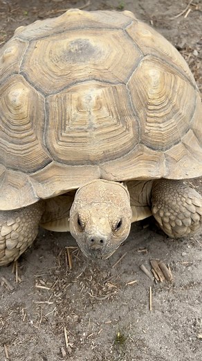 Massive Sulcata Tortoise Rescue! 😨 | Garden State Tortoise