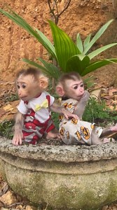 🫶🫶We will love each other forever, my love 😍🙊🫶🫶 . . . #monkey #monkeys #animals #wildlife #nature #animal #monkeysofinstagram #wildlifephotography #photography #memes #zoo #art #primate #ape #naturephotography #love #monkeylove #funny #primates | Monkey vdo