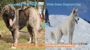 Caucasian Shepherd Dog vs. White Swiss Shepherd Dog: A Breed Comparison