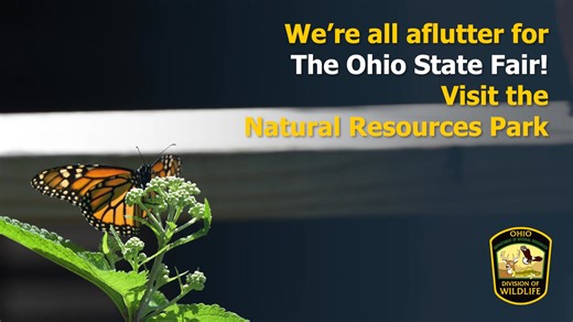 7.7K views · 52 reactions | While you're at the Ohio State Fair make sure to tour our butterfly house. 曆  (39.99496996928413, -82.98912845822986) | Ohio Division of Wildlife | Facebook