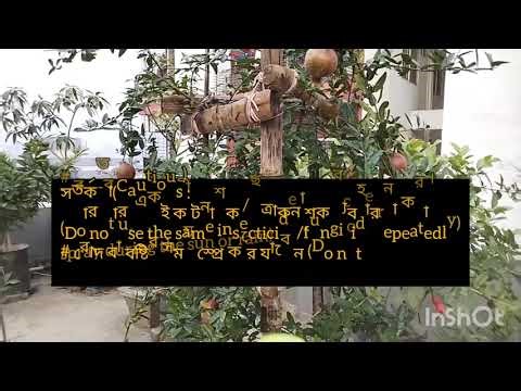 Pomegranate Fruit Set Care | Stop Fruit Drop & Cracking for Better Yield