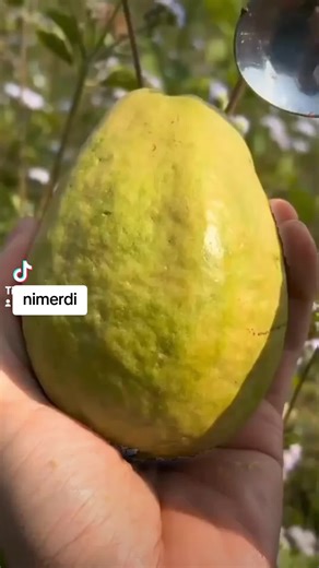 Zeph TV (@zeph.tv1)’s videos with original sound - Zeph TV