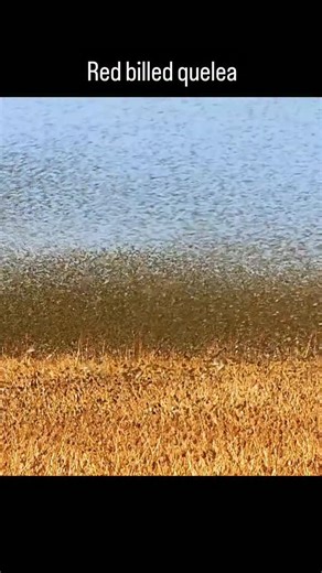 The wild Savior on Instagram: "The red billed quelea is often called the most abundant wild bird on Earth. Scientists estimate that its population can reach well over a billion individuals across sub Saharan Africa. They live and move in enormous flocks that can stretch for kilometers and darken the sky when they take off together. From a research perspective, queleas are a textbook example of how collective behavior works in nature. Studies show that their tight formations reduce the risk of pr