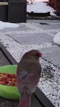 Caught on Ring: Female Northern Cardinal Shows Up in New York Backyard