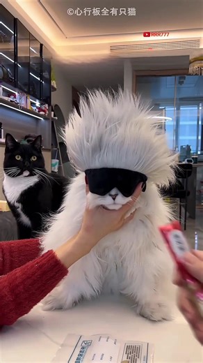 my pet viral video 🤣 #funny #funnyvideo