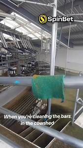 Cleaning the milking shed isn’t glamorous, but it’s essential for quality milk production in Farming New Zealand. Clean shed = healthy cows = better results. Still… it’s a workout 😅 Credit: ignacioperezsan90 #FarmingNewZealand #NZDairyFarm #NewZealandFarmLife #DairyLifeNZ #FarmJobsNZ | Farming ANZ