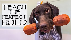 1.9K views · 60 reactions | In this video we talk about building on the hold command. Follow along to learn how to continue this training with your dog. | Standing Stone Kennels | Facebook