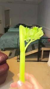 They say if you tap celery three times a wild pig will appear... and all of your dogs will wake up 🤦🏻‍♀️🐷🐽 #pigtubewithchucky #minipigs #petpig #indoorpig #pigs #minipig #piggy #pigsoftiktok #foryoupage #fyp #animals #animalsoftiktok #petsoftiktok #pets #asmr #asmrsounds #asmrfood #asmrvideo #asmrtiktoks