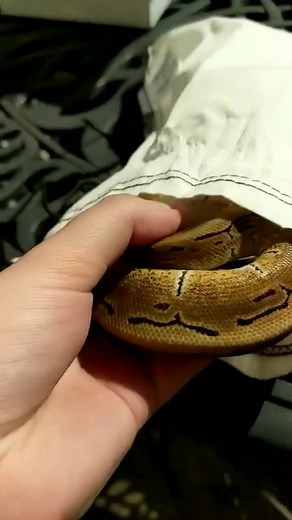 #ballpythonsoftiktok #snakesontheplain #petsnakesoftiktok #petsnakesoftiktok #ballpythonbreeder #reptilebreeding #snake #petsnakesoftiktok #newpet