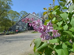 Natick Community Organic Farm Begins Barn Rebuild After 2021 Fire