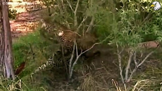 45 Moments Big Cat Brutal Fight To Last Breath Defending Their Territory