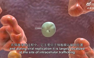 Covid-19-virus structure and pathogenesis新冠病毒结构及感染病理学-双语