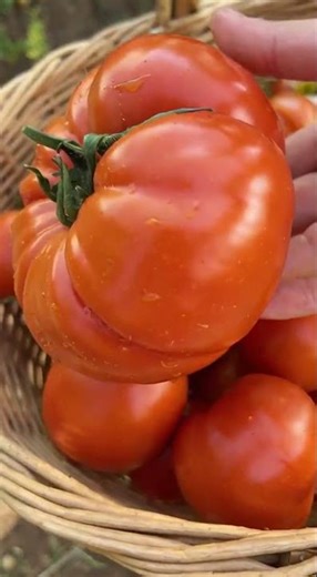 From Soil to Smile 🌱❤️ — The Joy of Harvesting Your Own Tomatoes #SustainableLiving #FarmToTable #E