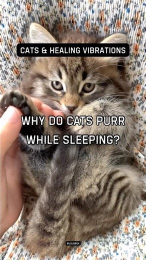 Why do cats purr while sleeping? Healing continues at rest.