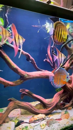 Peaceful Discus & Angelfish Tank Setup 😍 #discusfish #angelfish #tetrafish #reelsviralシ | Pisces Eye