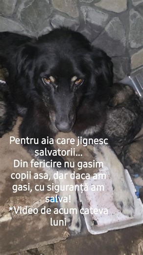 Nu era unul. Erau mai mulți. Toți flămânzi, speriați și pierduți. Când i-am văzut, n-am putut pleca mai departe. Priviri mici, dar pline de speranță… De parcă știau că, în sfârșit, cineva nu va trece pe lângă ei. 🐶🐶🐶 Acum au un adăpost, mănâncă, dorm liniștiți și învață din nou să creadă în oameni. ❤️ | Alexandru Papp