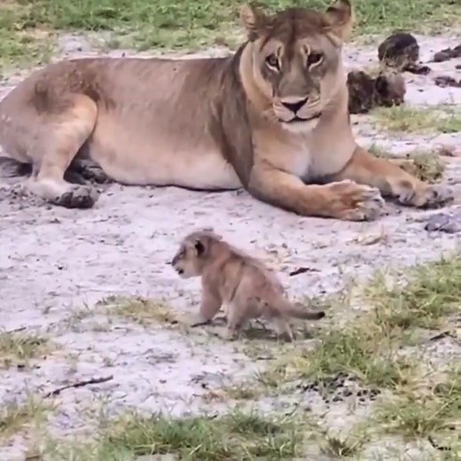 Newborn Lion Cub looking for Mom # Lions Life