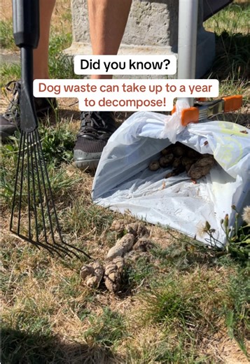 Some people think dog poop’s just part of nature…but did you know depending on the conditions it can take up to a year to fully decompose? Yeah, that’s right—it’s hanging around longer than a bad flatmate. 🐕💩 And while it’s chilling out, it’s busy spreading nasty bacteria like E. coli — not the kind of thing we want to be playing in or on our shoes. 😬👟 So, what do you do? Simple—make that poop disappear with Scoop Ninja! Get your free quote today! 🐾 #DogPoop #Poopy #ShitHappens #DogWasteRem