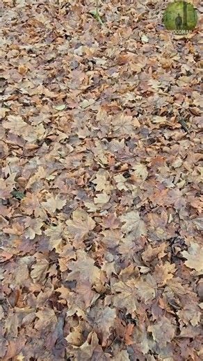 Walking on a Carpet of Autumn Leaves 🍂 | Peaceful Forest Path #shorts