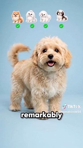 Exploring Toy Poodle Crossbreeds: Discover Unique Combinations