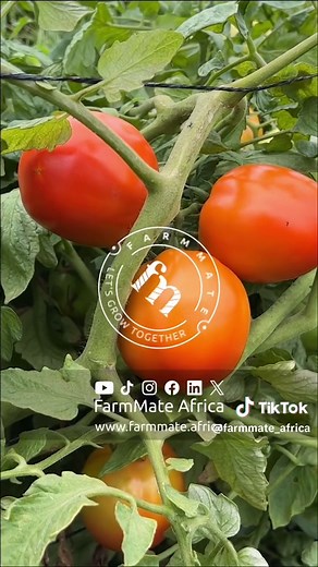 THE INPUTS (SEEDS, FERTILIZER) USED SO FAR - 80 ACRES TOMATO OUT-GROWER FARMS IN GHANA 🇬🇭 (WOADZE) In this video, we take you on a journey to reveal the key inputs and ingredients for our successful tomato harvest on our first 5 acres land. From carefully selected seeds to the integral role of the Opti-Drip system, we let you in on our foundation for a bountiful harvest. Kindly find out more about these inputs on our YouTube https://youtu.be/ao_8Q7yl4K0 #farming #tomatoes #agriculture #farmlif