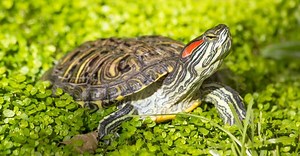 What Do Red-Eared Sliders Eat? Their Diet Explained