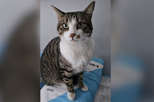 Family searches 3 weeks for missing cat—then gets call from 55 miles away