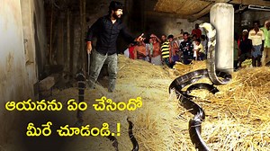 Angry Black King Cobra: బుసలు కొడుతూ కాటేయటానికి వచ్చిన బ్లాక్ కింగ్ కోబ్రా.. చాకచక్యంగా కంట్రోల్ చేసిన స్నేక్ క్యాచర్