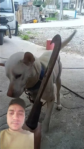 Dramatic Dog 😂 | Funniest Dog Reaction Ever 😅 | #Shorts