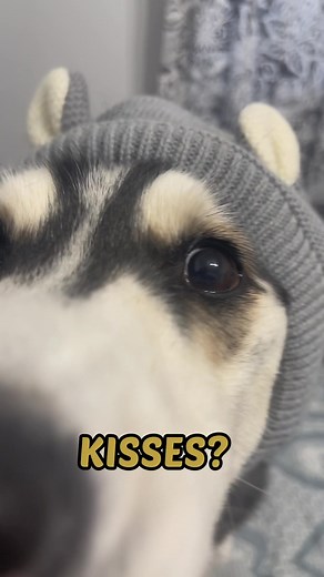 This husky is back with her motivation speeches! Whatever you are going through, know you are not alone🥰