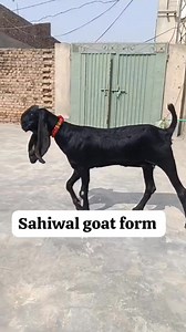 19 reactions | Mashallah top class black beetle 03117194101 # | Bakra show Sahiwal | Facebook